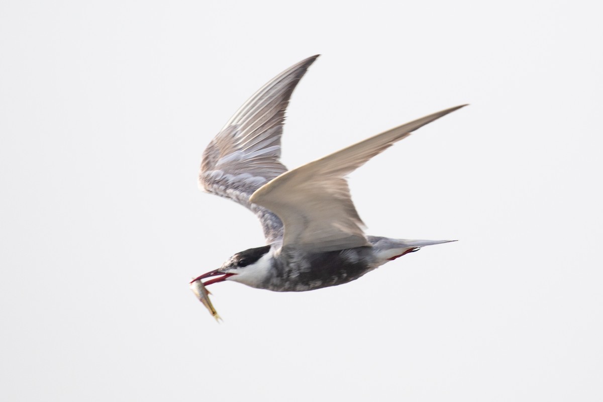 Whiskered Tern - ML622649845