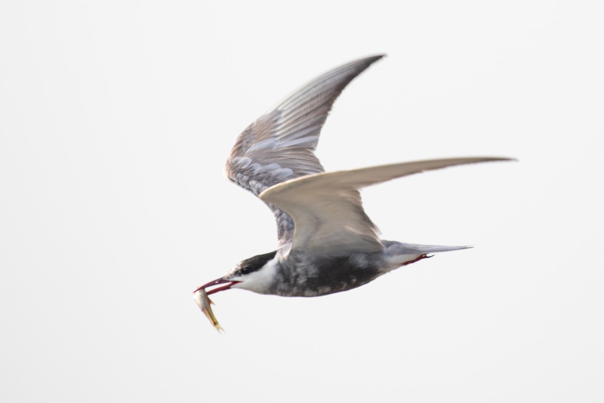 Whiskered Tern - ML622649846