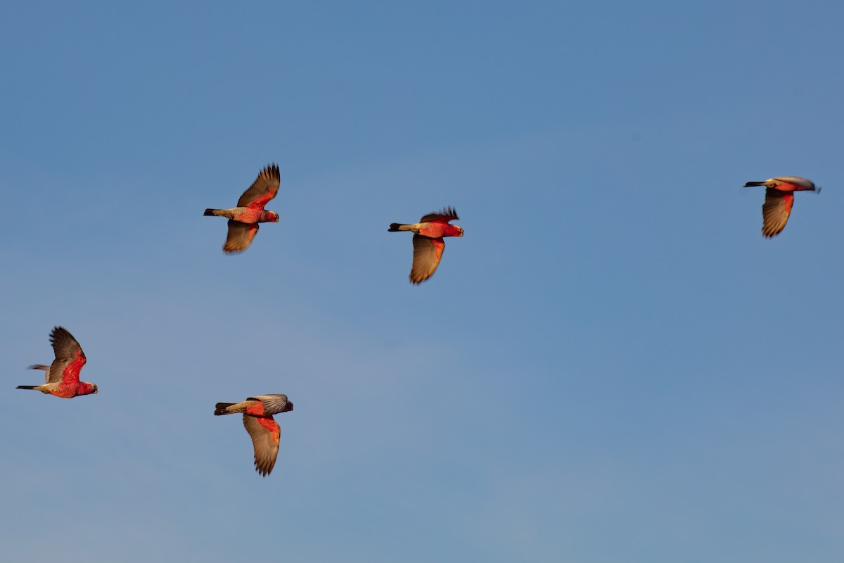 Cacatúa Galah - ML622649849