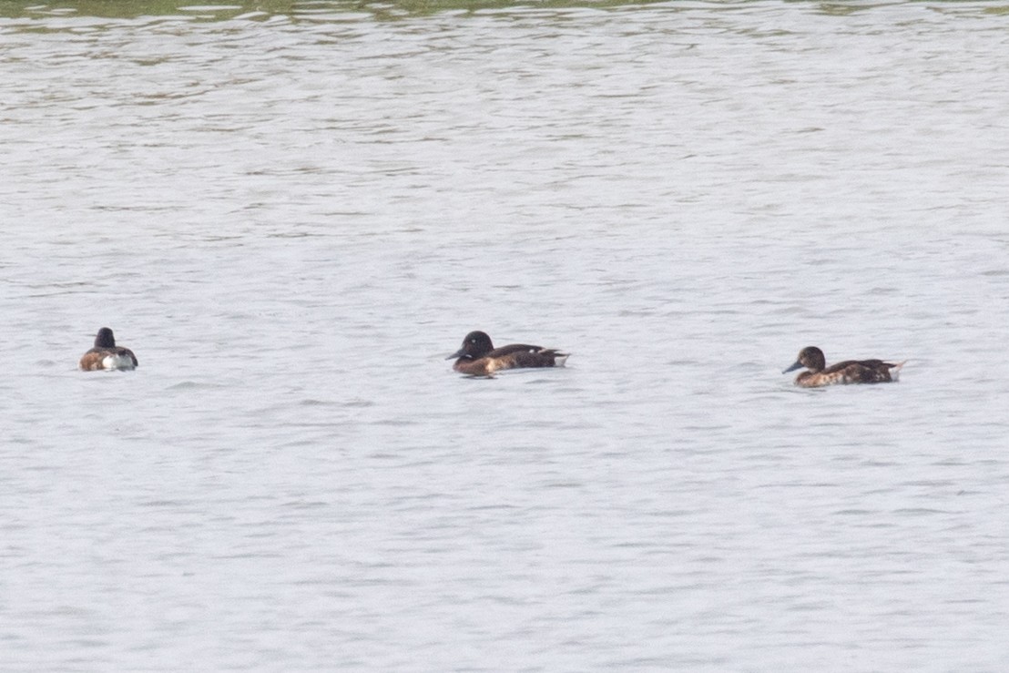 Baer's Pochard - ML622649851