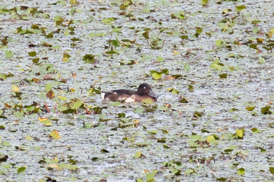 Baer's Pochard - ML622649852