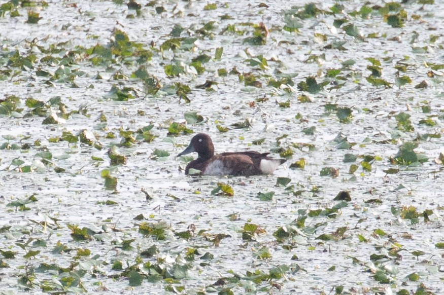 Baer's Pochard - ML622649853