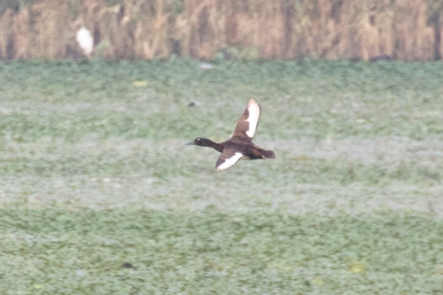 Baer's Pochard - ML622649855