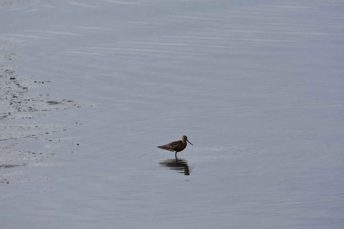 Bar-tailed Godwit - ML622649859