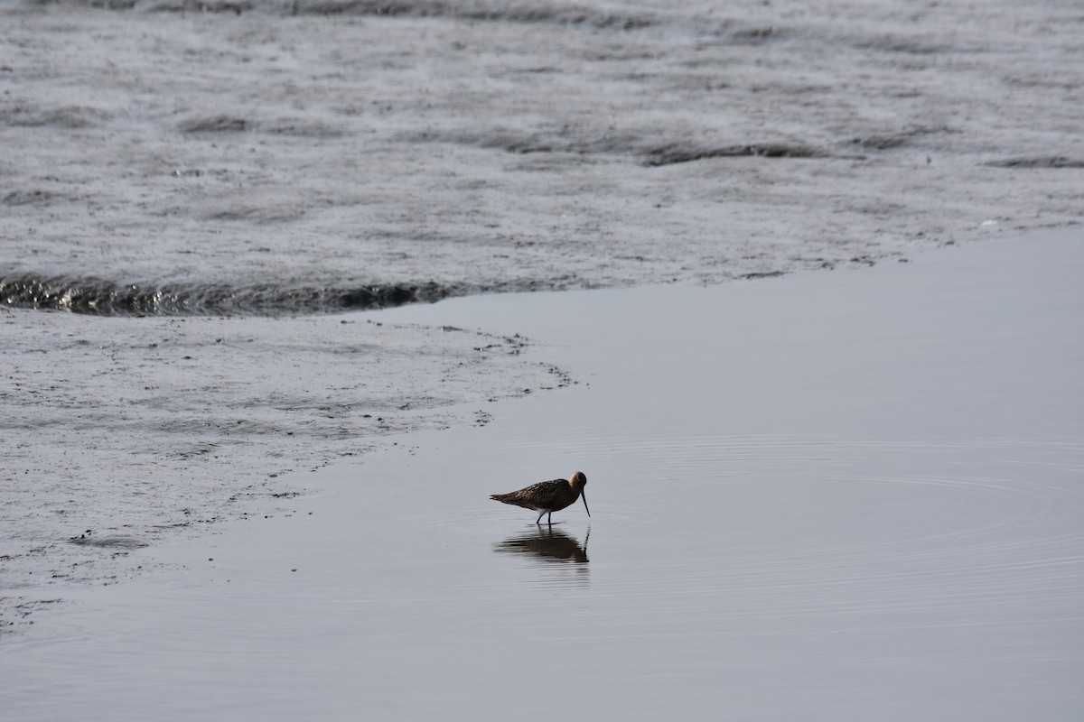 Bar-tailed Godwit - ML622649860