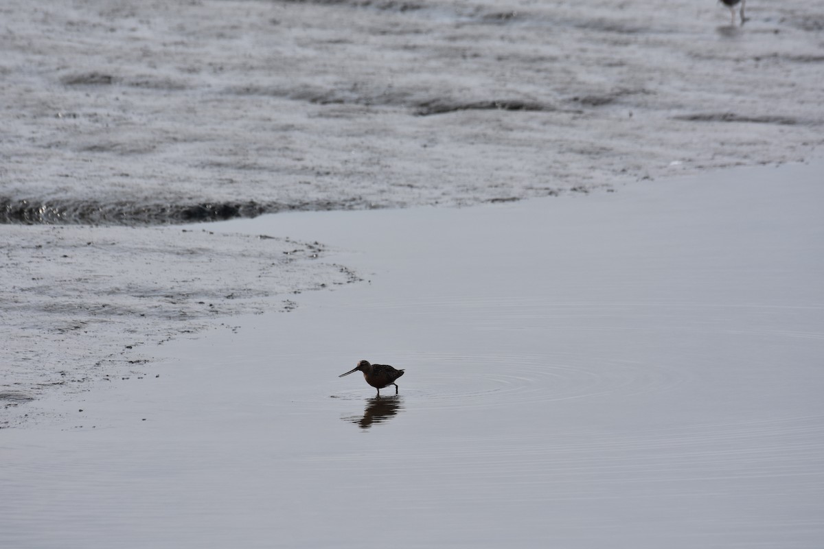 Bar-tailed Godwit - ML622649861