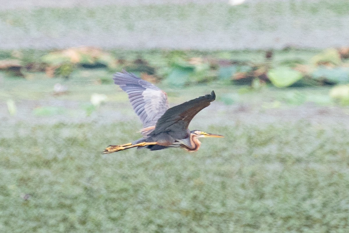 Purple Heron (Purple) - ML622649865