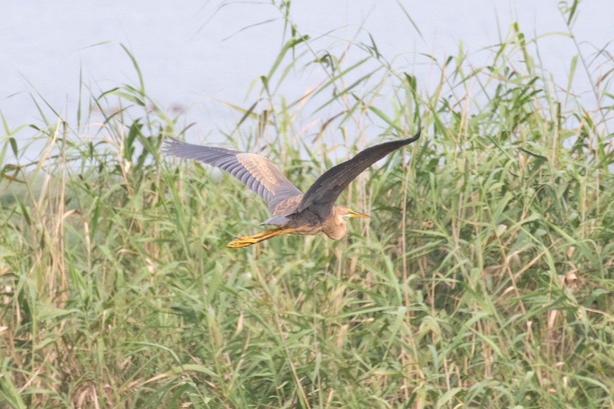 Purple Heron (Purple) - ML622649866