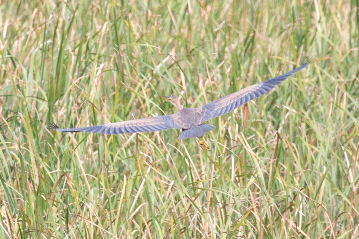 Purple Heron (Purple) - ML622649867