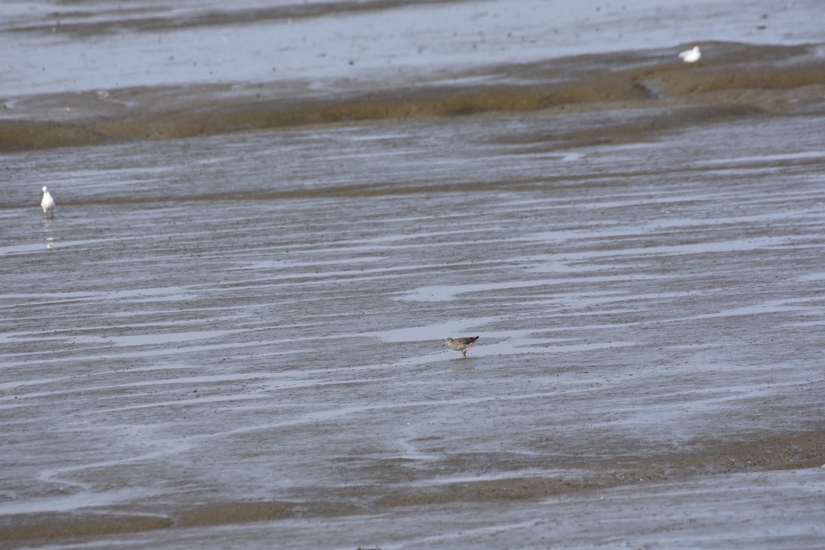 Common Redshank - ML622649868