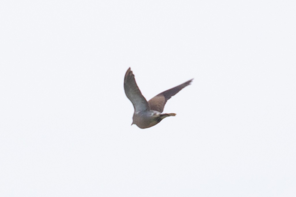 Red Collared-Dove - ML622649871