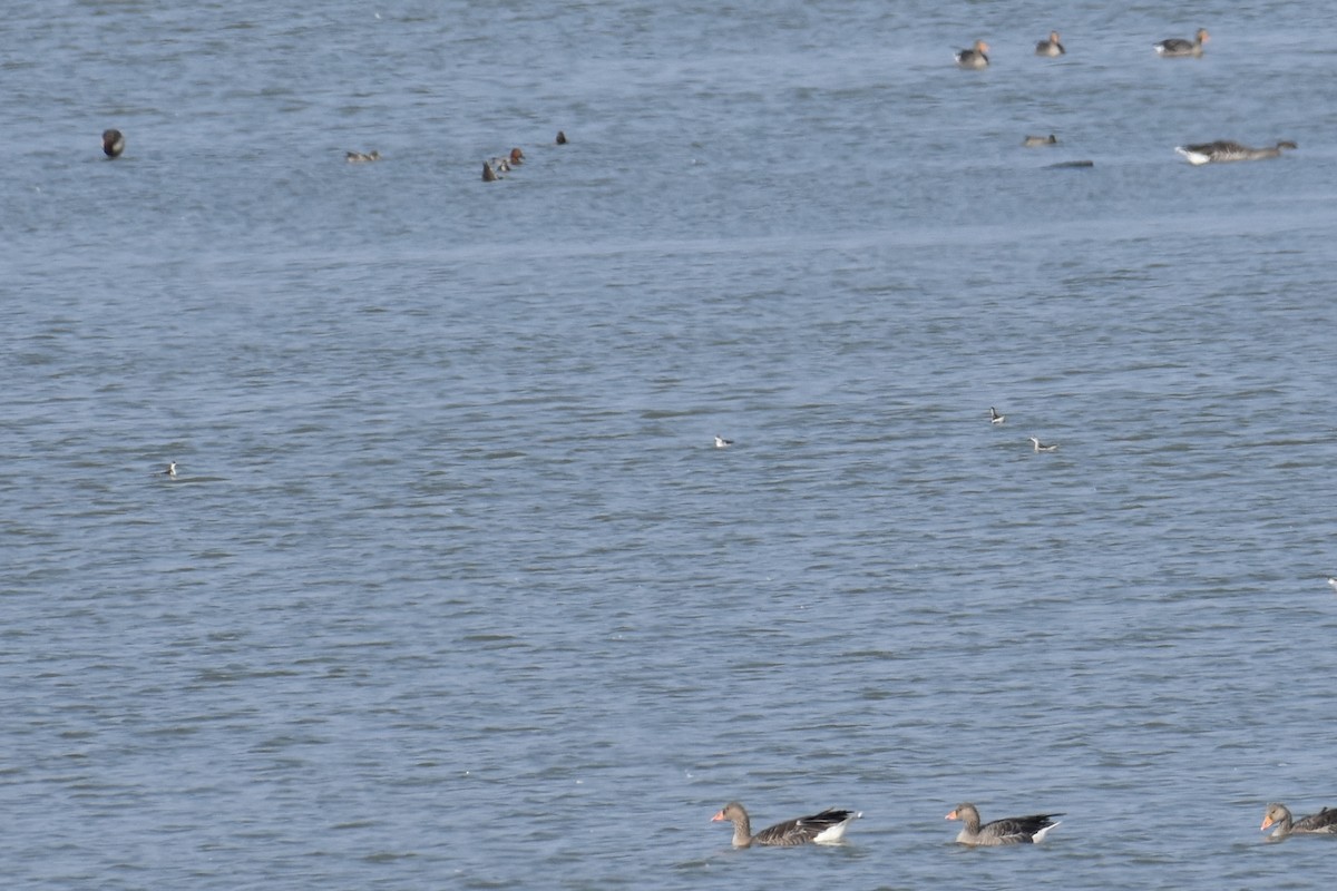 Red-necked Phalarope - ML622649878