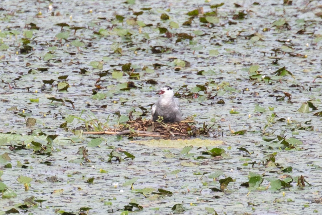 Whiskered Tern - ML622649879