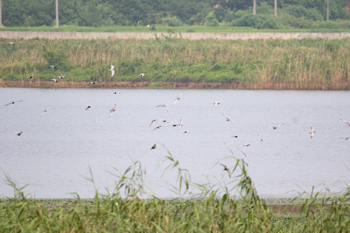 Whiskered Tern - ML622649881