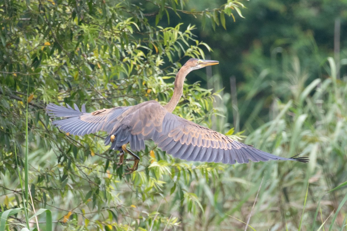 Purple Heron (Purple) - ML622649883