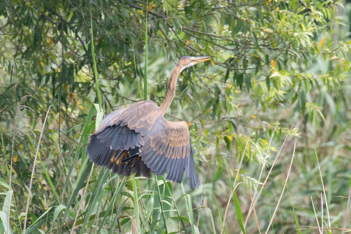 Purple Heron (Purple) - ML622649884