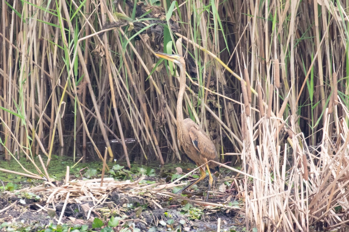 Purple Heron (Purple) - ML622649885