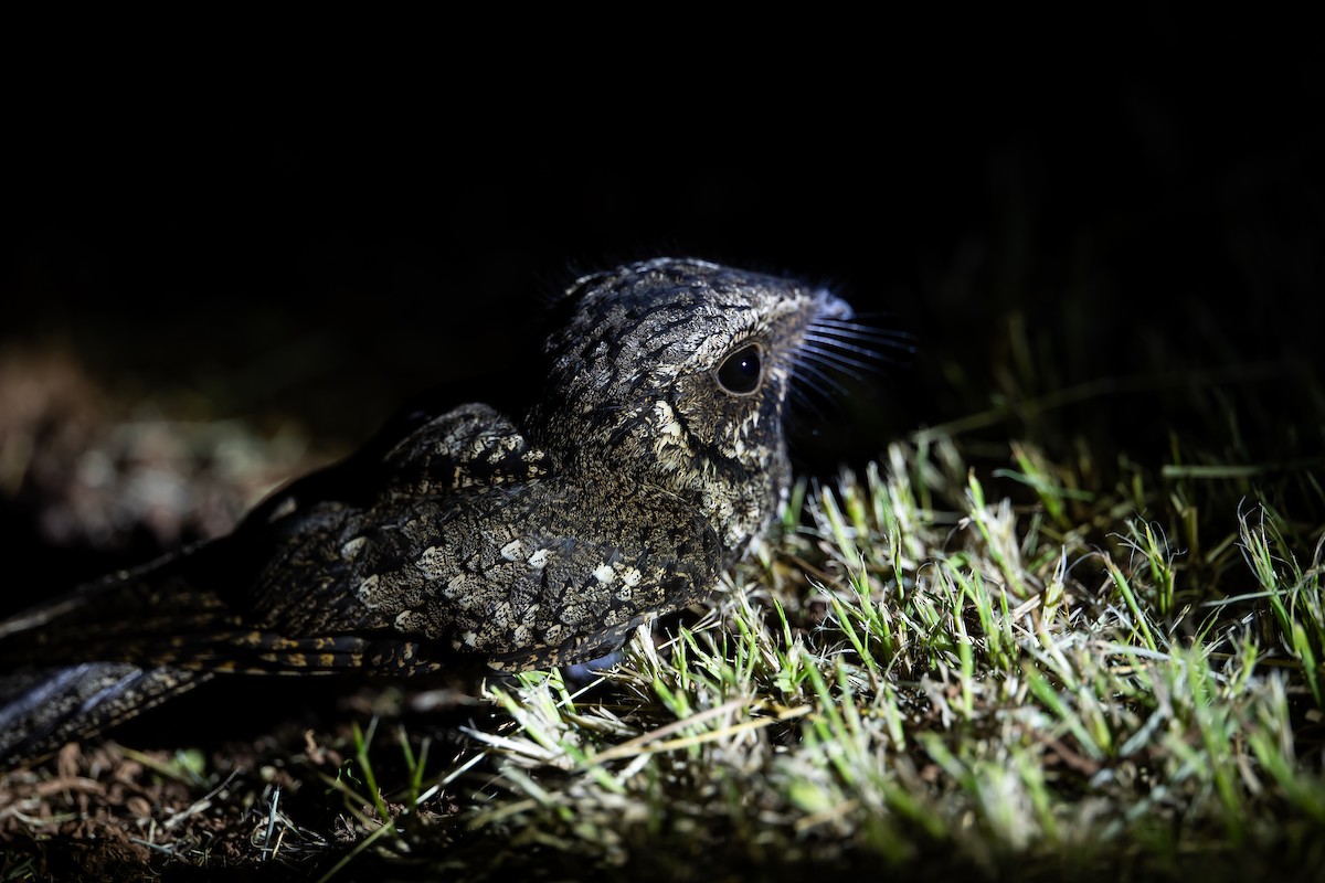 Cuban Nightjar - ML622650025