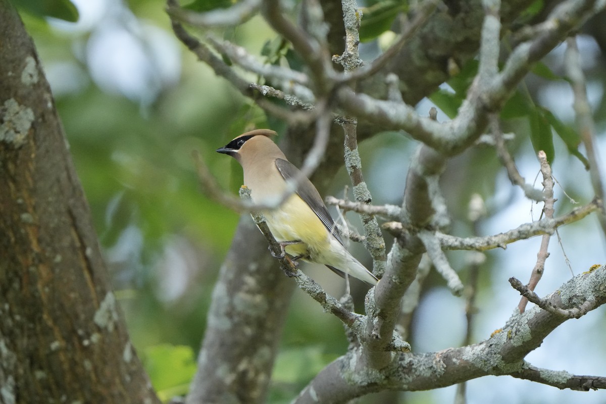 Cedar Waxwing - ML622650118