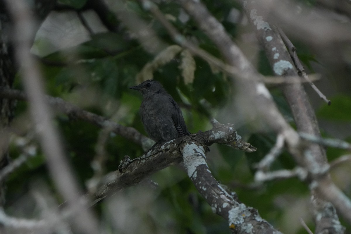 Gray Catbird - ML622650141