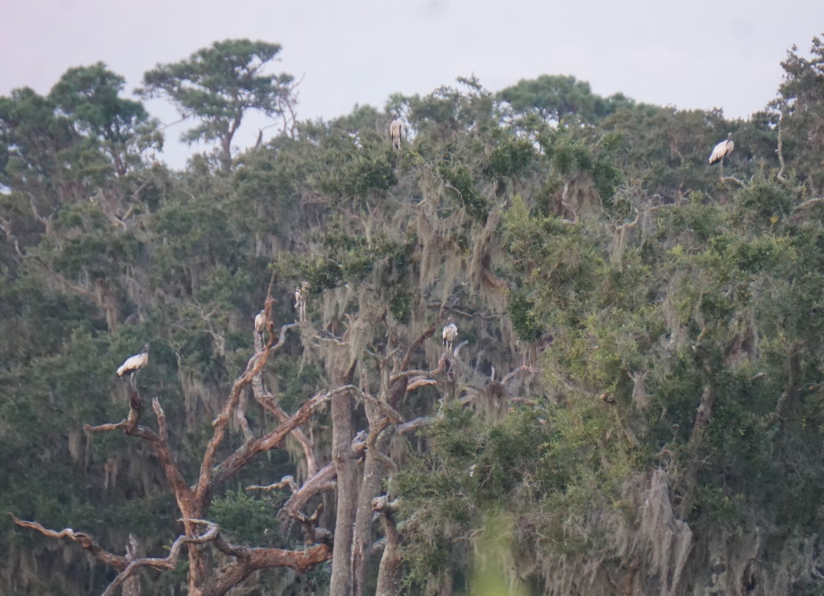 Wood Stork - ML622650162