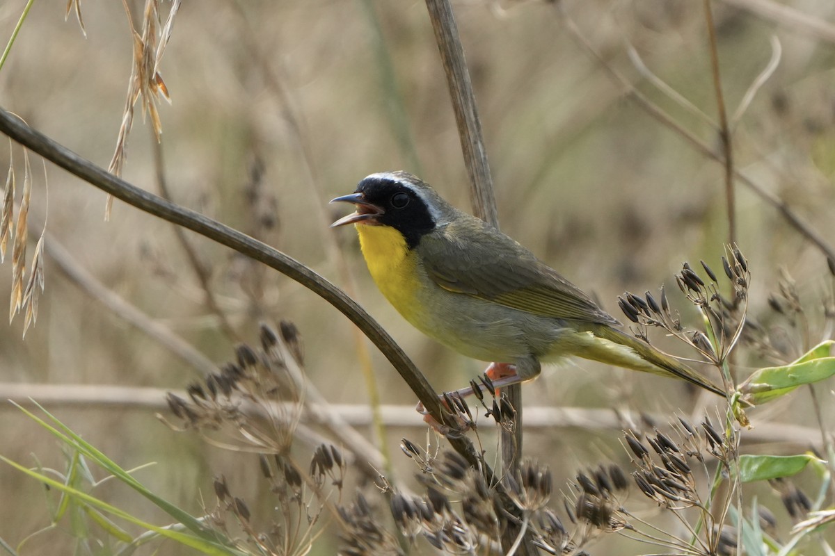 Common Yellowthroat - ML622650173