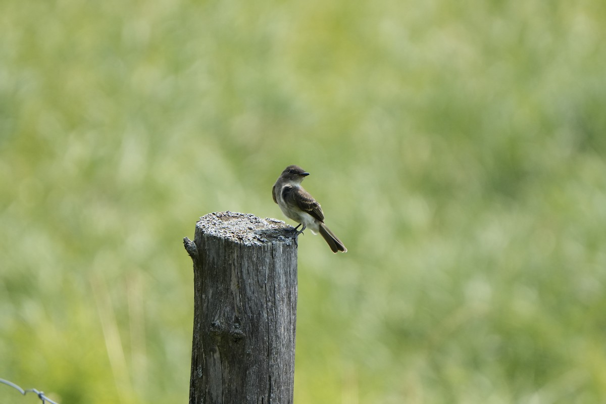 Eastern Phoebe - ML622650194