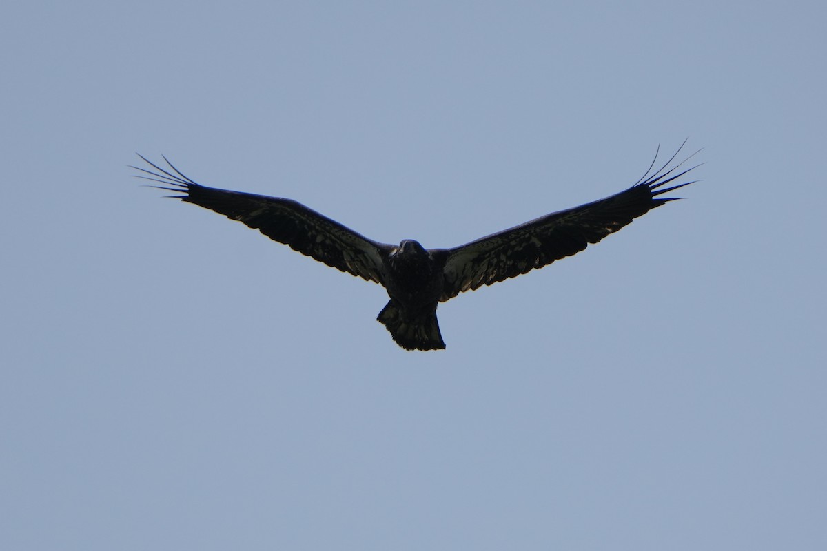 Bald Eagle - ML622650203