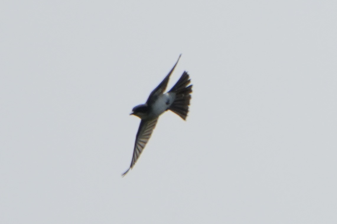 Tree Swallow - ML622650209