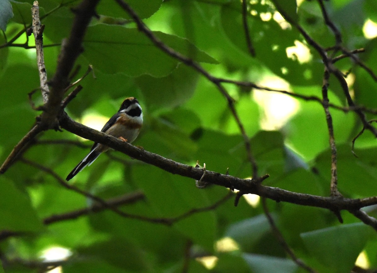 Black-throated Tit (Black-throated) - ML622650218