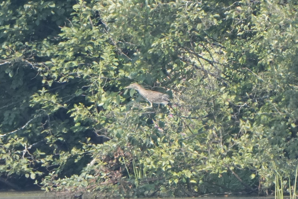 Black-crowned Night Heron - ML622650234