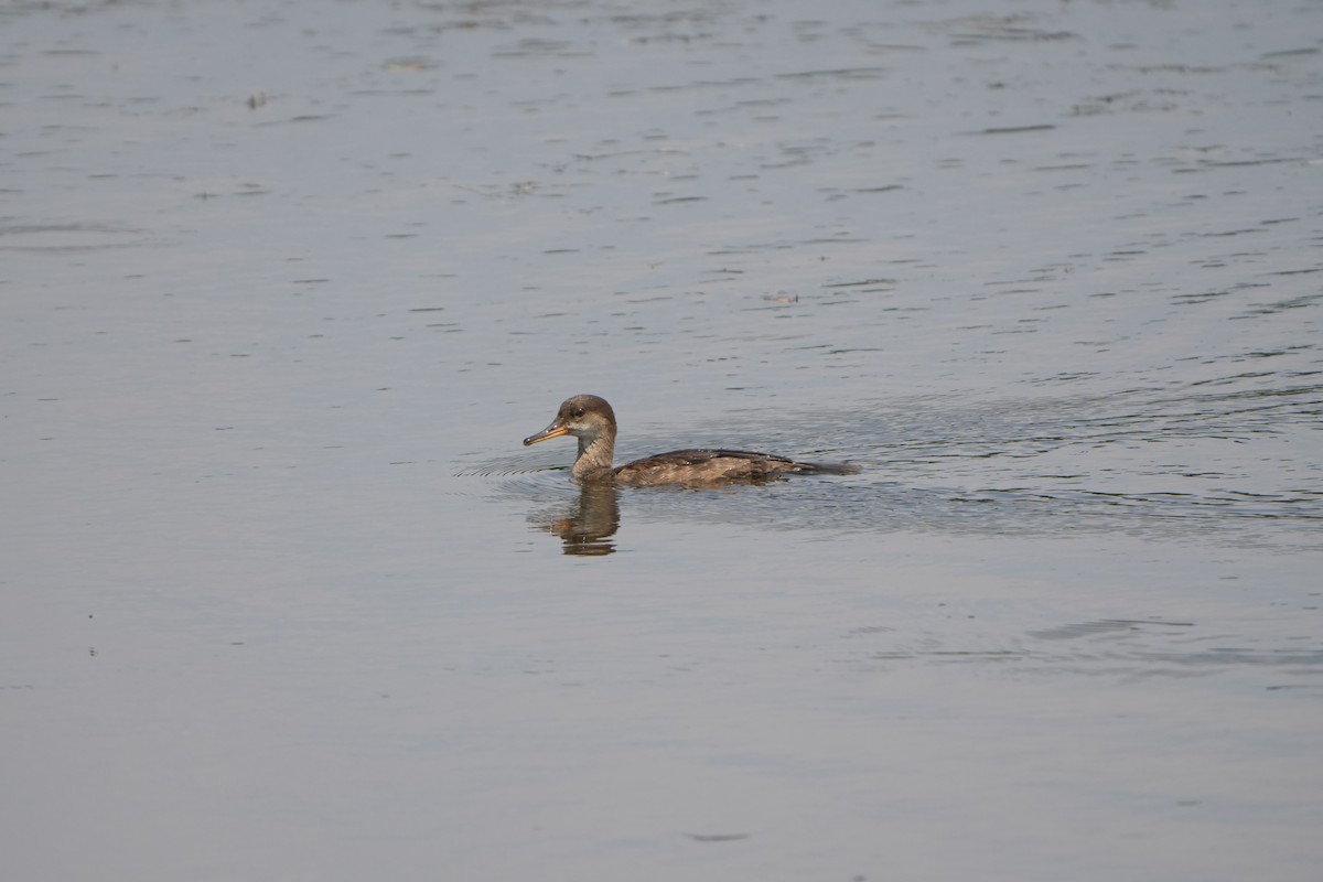 Hooded Merganser - ML622650237