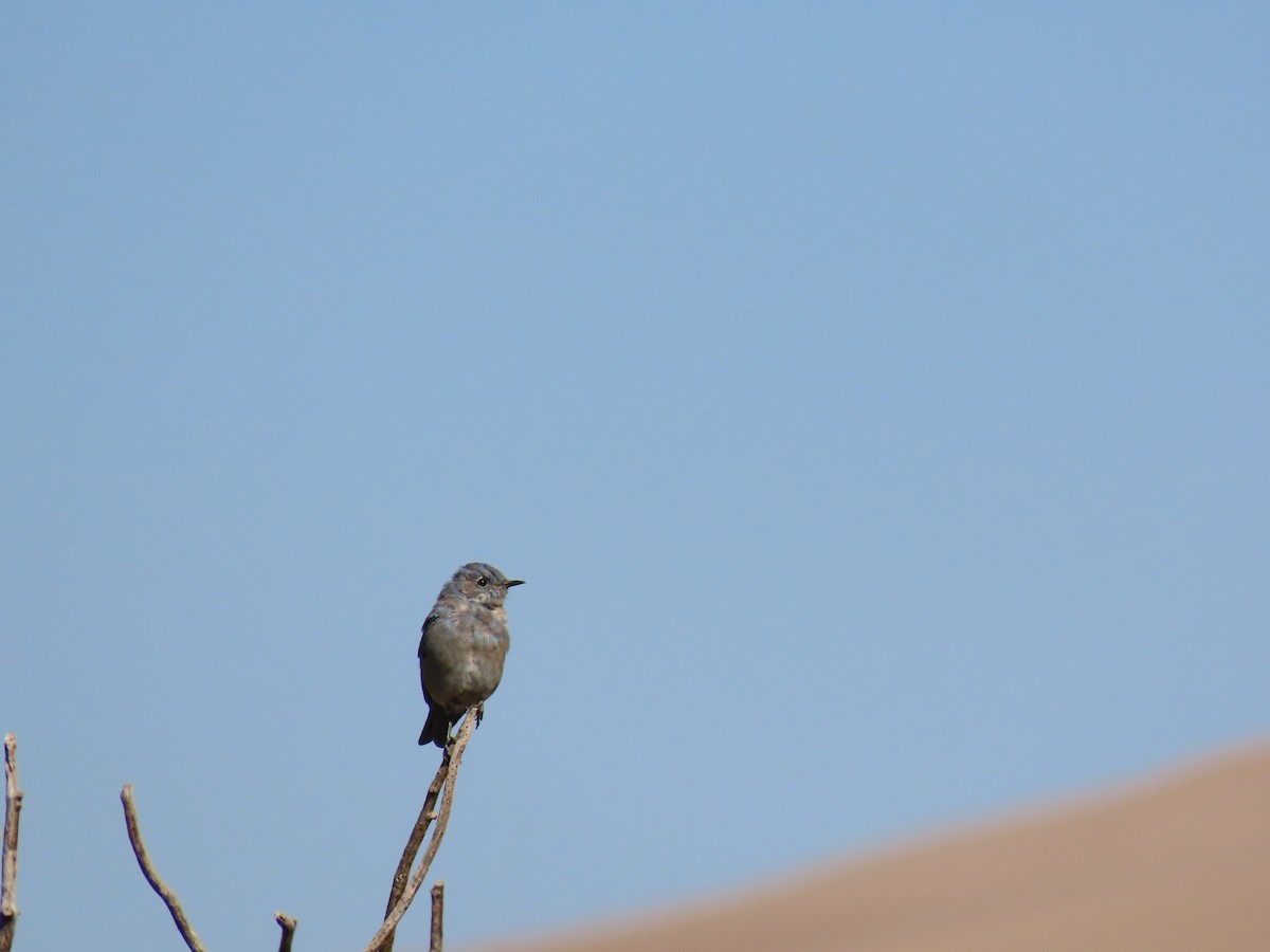 Mountain Bluebird - ML622650239