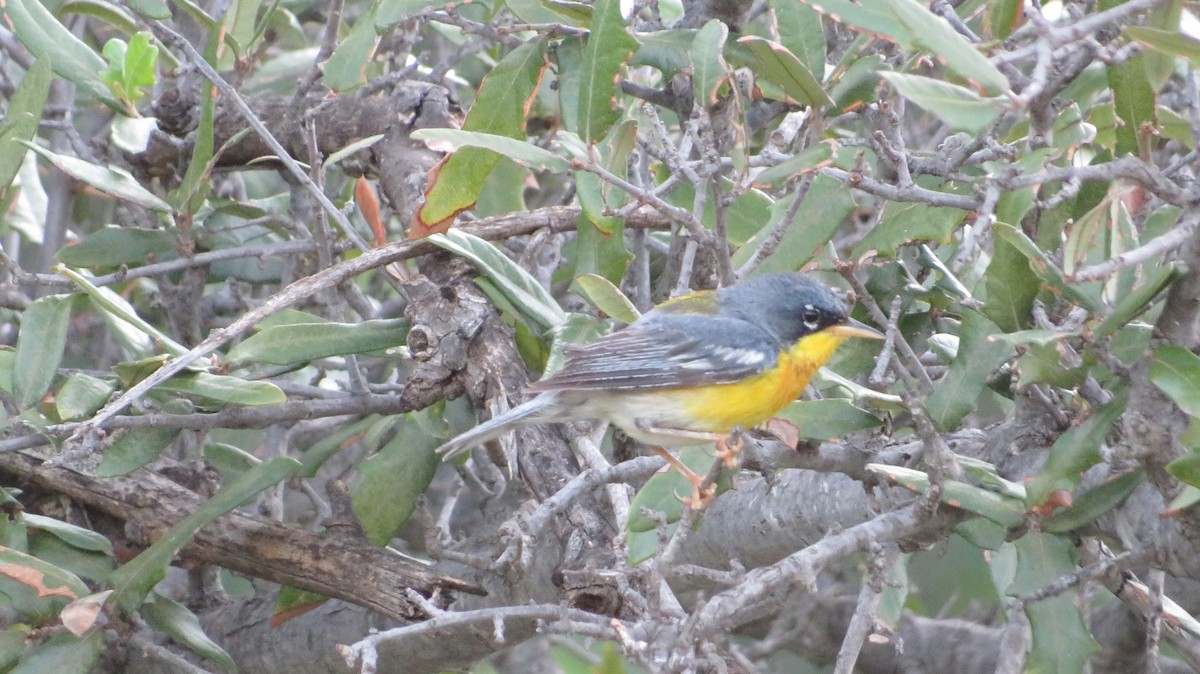 Northern x Tropical Parula (hybrid) - ML622650243