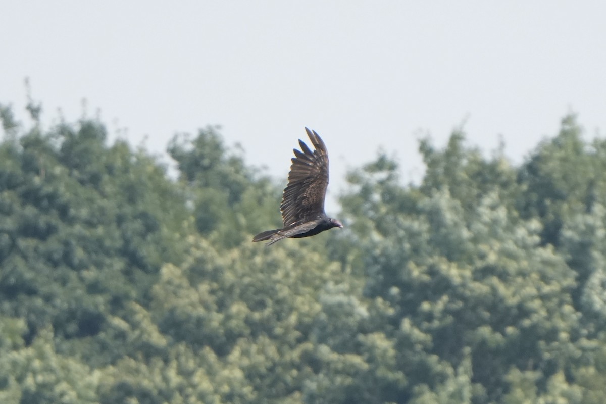 Turkey Vulture - ML622650244