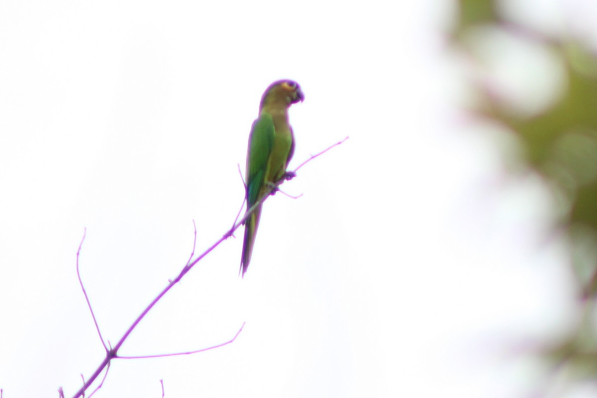 Conure cuivrée (ocularis) - ML622650250