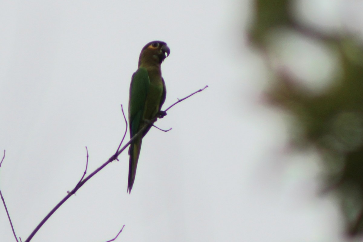 Conure cuivrée (ocularis) - ML622650251