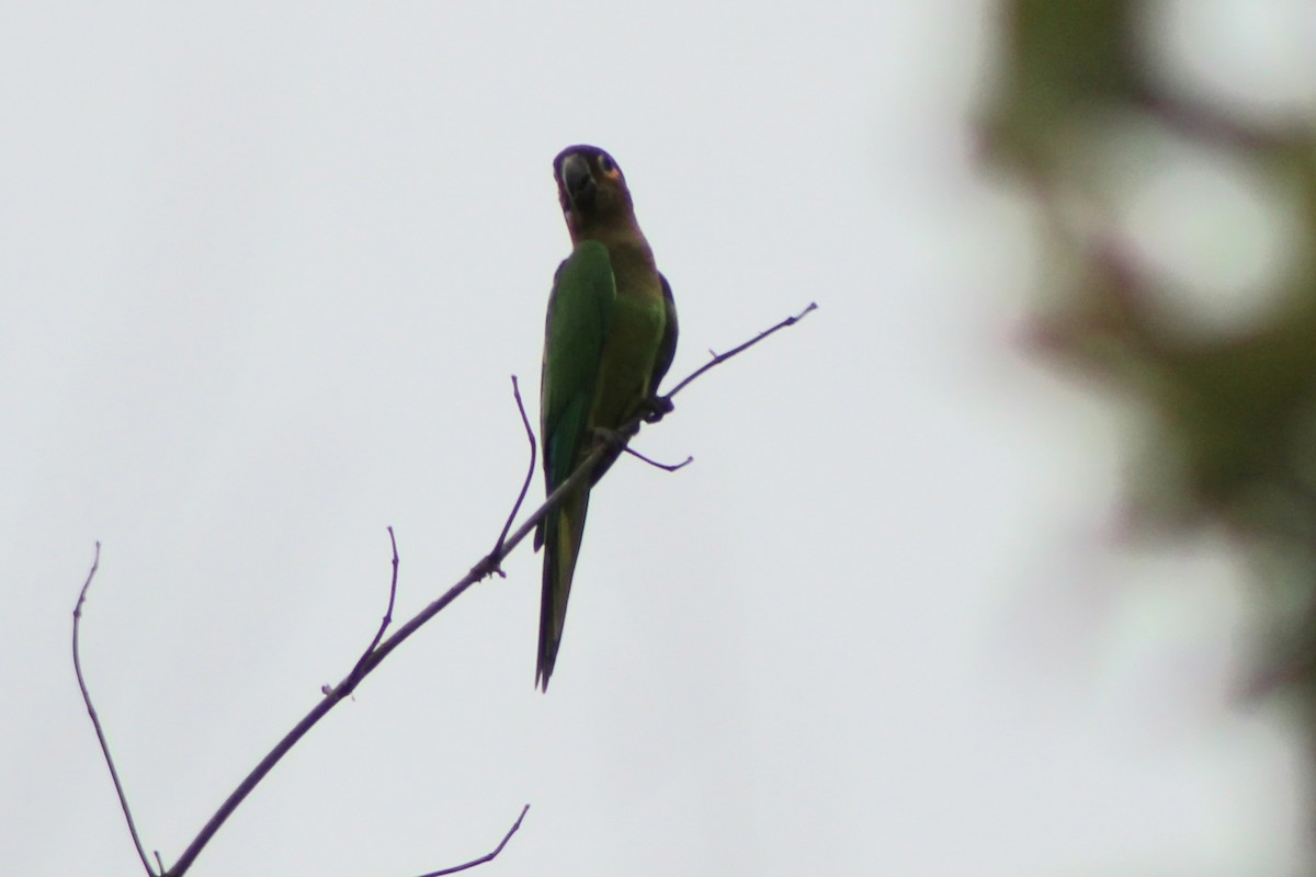 Conure cuivrée (ocularis) - ML622650252