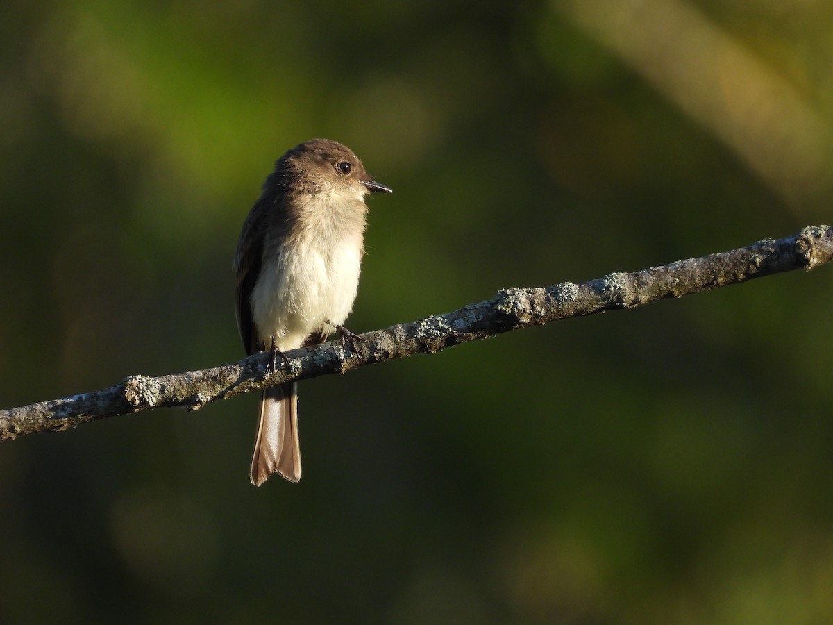 Eastern Phoebe - ML622650282