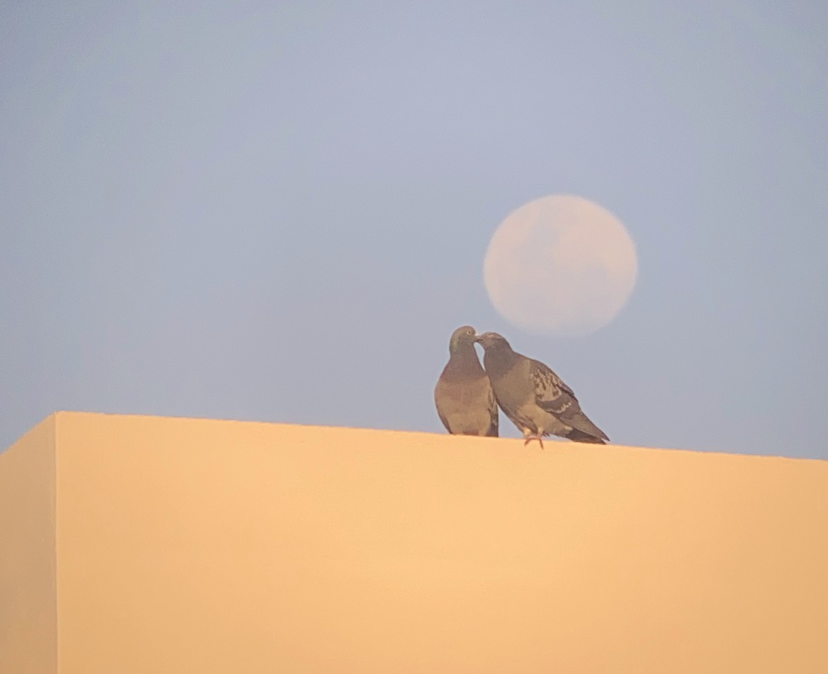 Piccione domestico - ML622650318