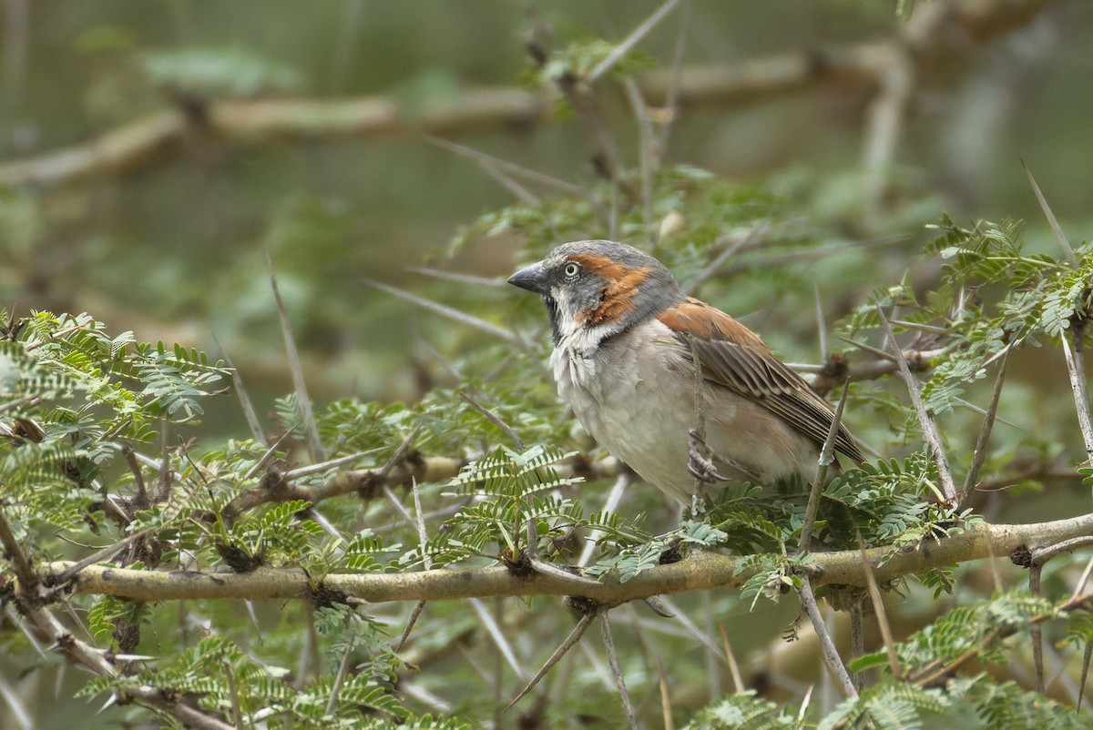 Kenya Rufous Sparrow - ML622650329