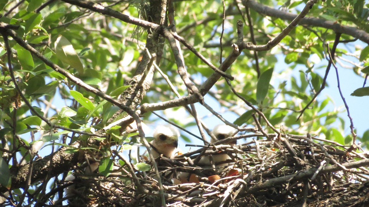 Cooper's Hawk - ML622650356