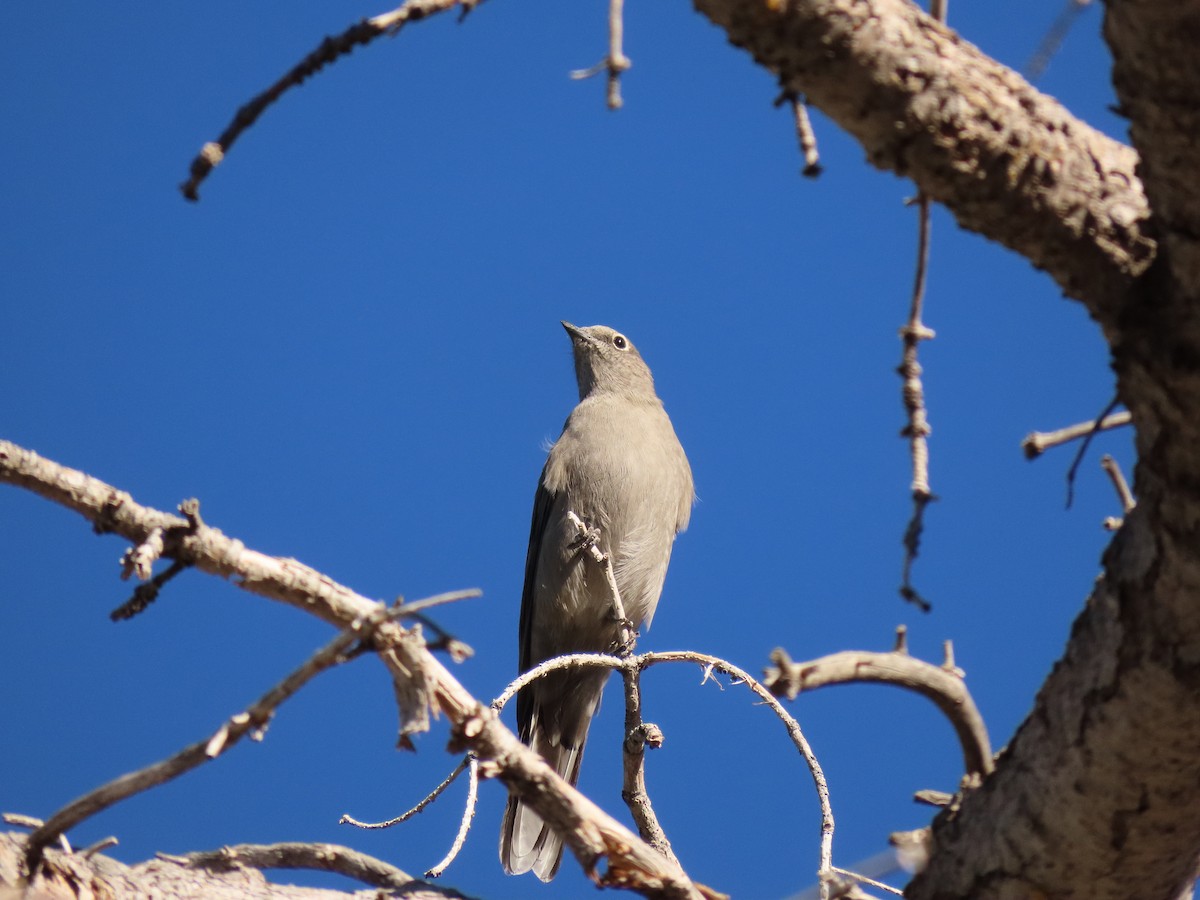 Townsend's Solitaire - Mika Aguilar