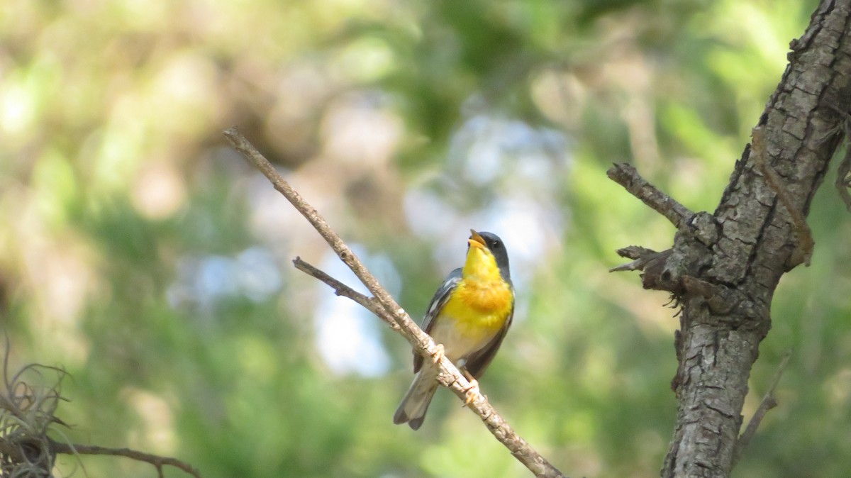 Tropical Parula - ML622650393