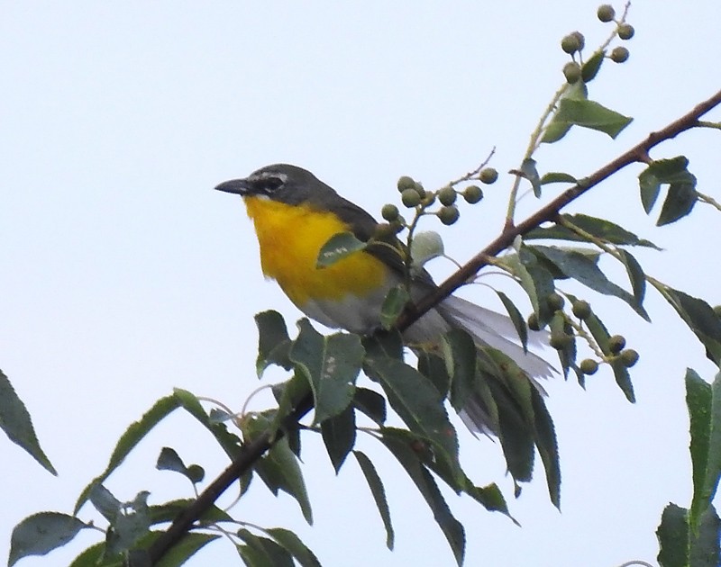 Yellow-breasted Chat - Brian Tinker