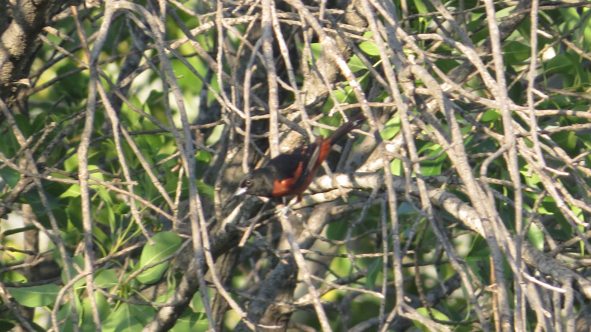 Orchard Oriole - ML622650413