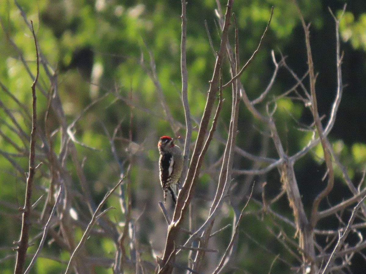 Red-naped Sapsucker - ML622650416