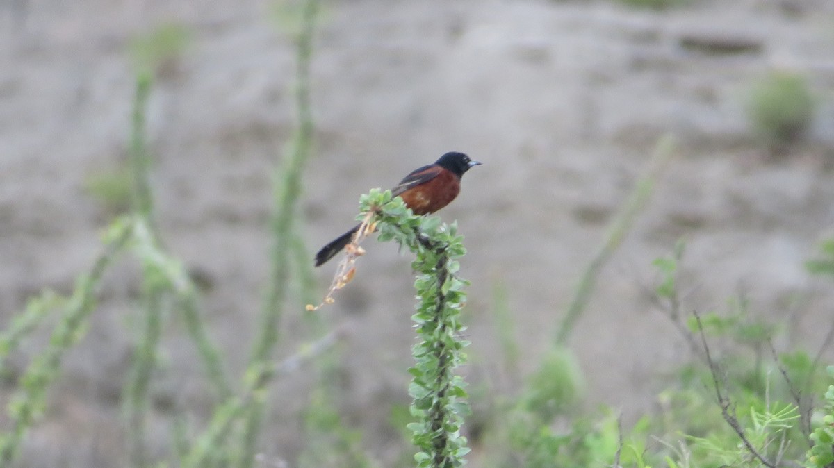 Orchard Oriole - ML622650417