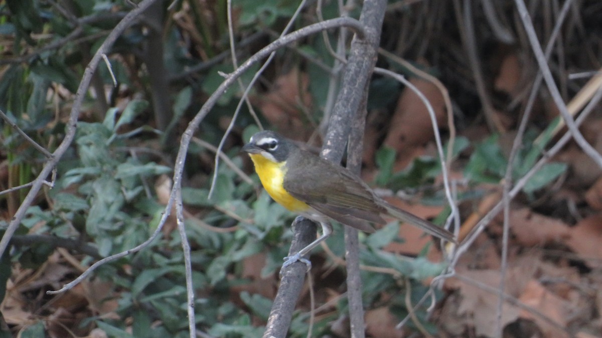 Yellow-breasted Chat - ML622650423