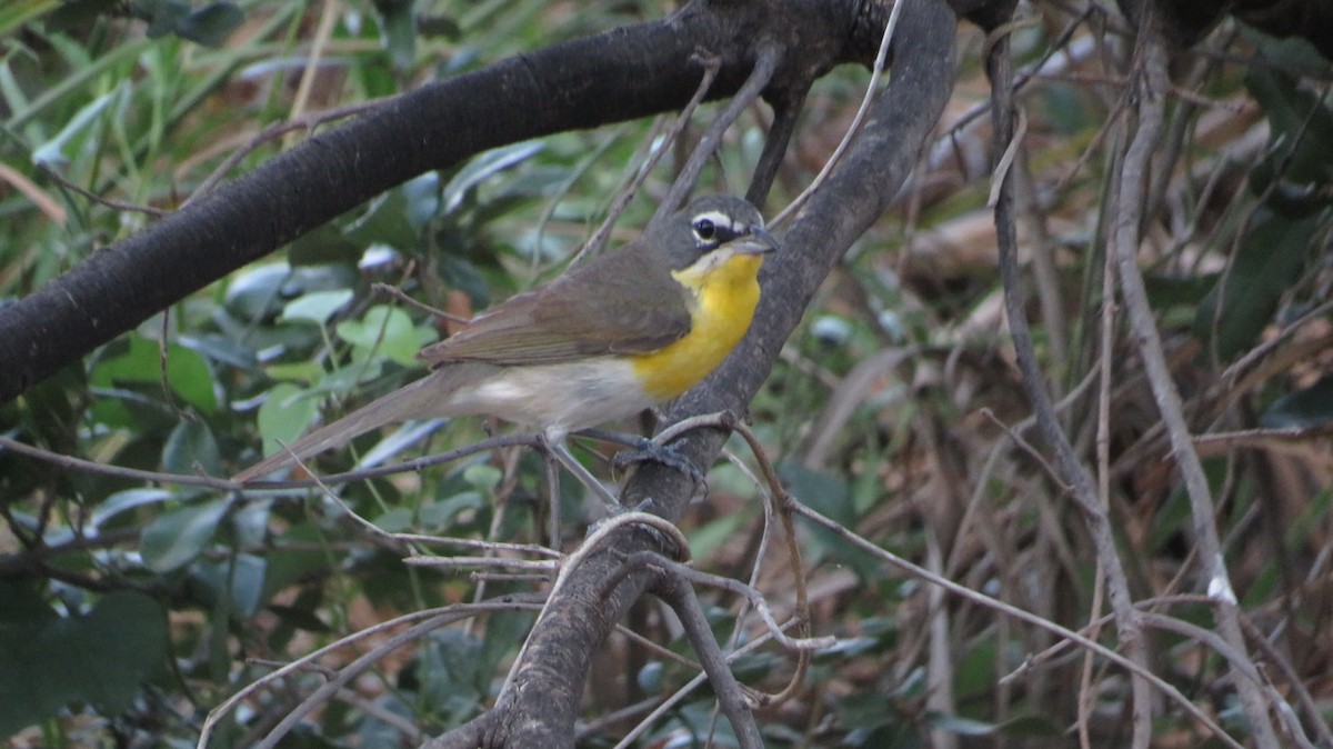 Yellow-breasted Chat - ML622650424